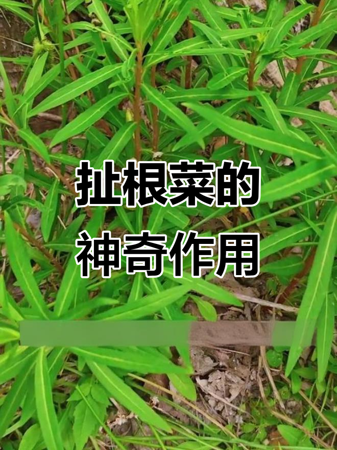 经常应酬的朋友必看！扯根菜让你千杯不醉，药食同源的宝藏植物