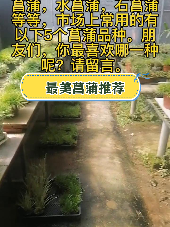 菖蒲品种大揭秘,哪种最受欢迎?