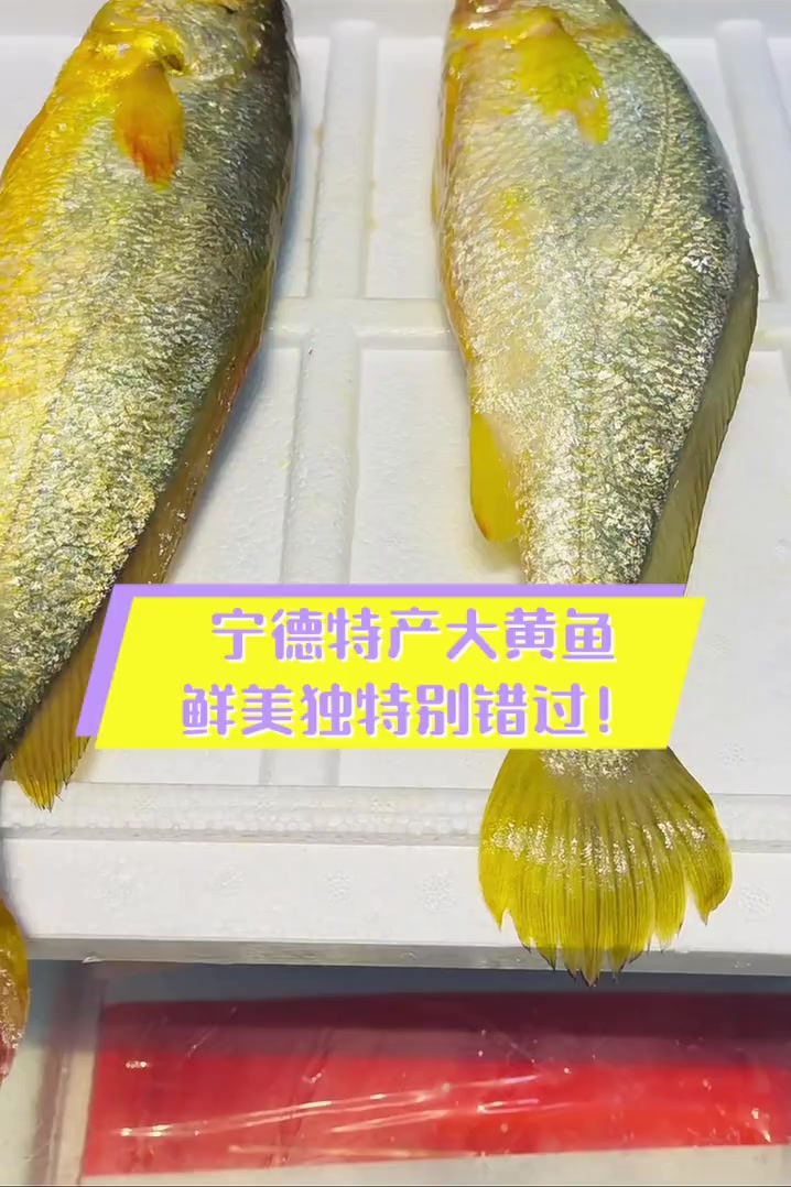 宁德特产大黄鱼,鲜美独特别错过!
