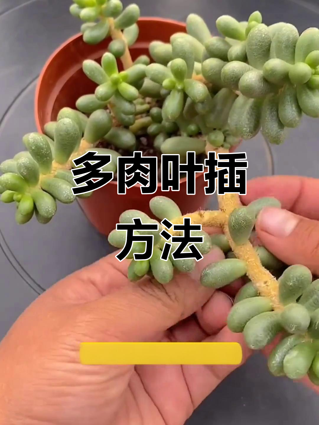绿龟之卵叶插技巧，轻松繁殖多肉植物