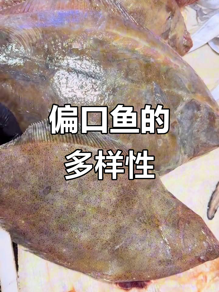 偏口鱼种类繁多,你见过哪些?来聊聊吧!