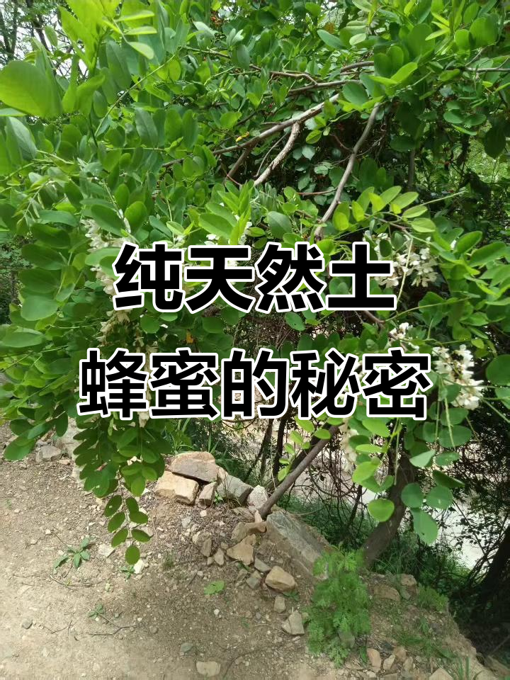 2025年新蜜,天然土蜂蜜的营养价值与健康益处