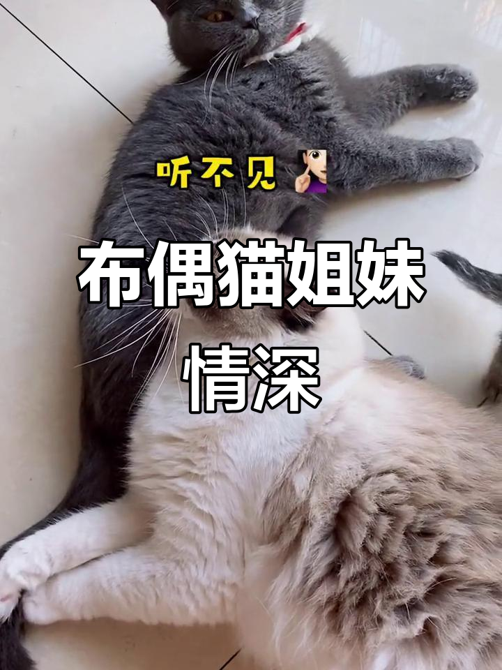 泡芙和姐姐的闺蜜日常，猫咪也有深厚的友情