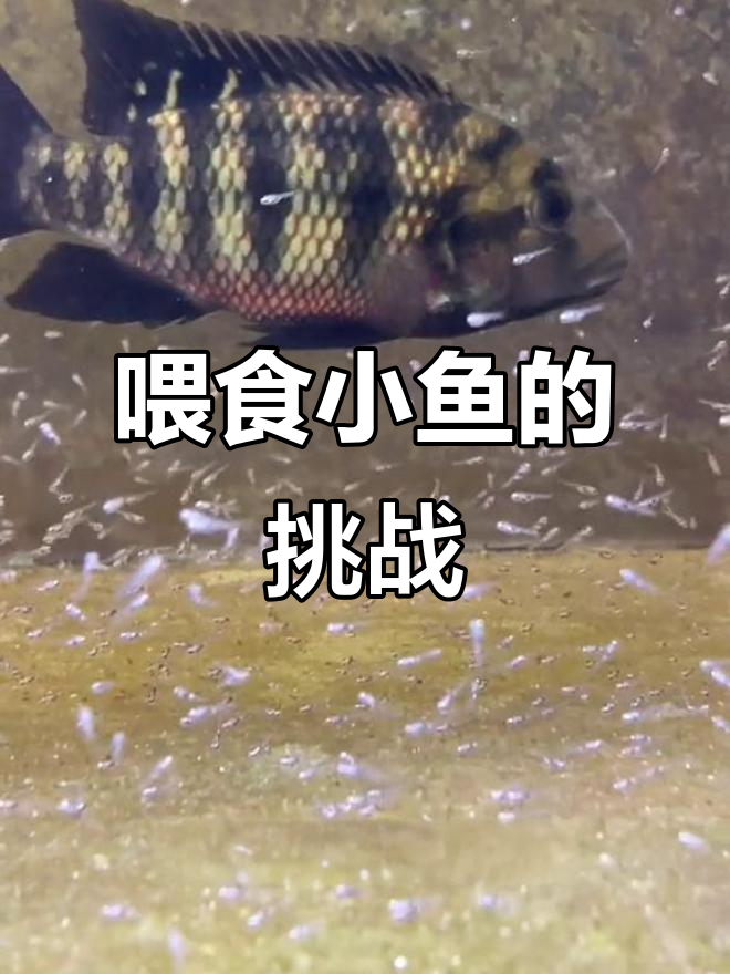 小鱼不吃丰年虾,竟然啃绿藻!