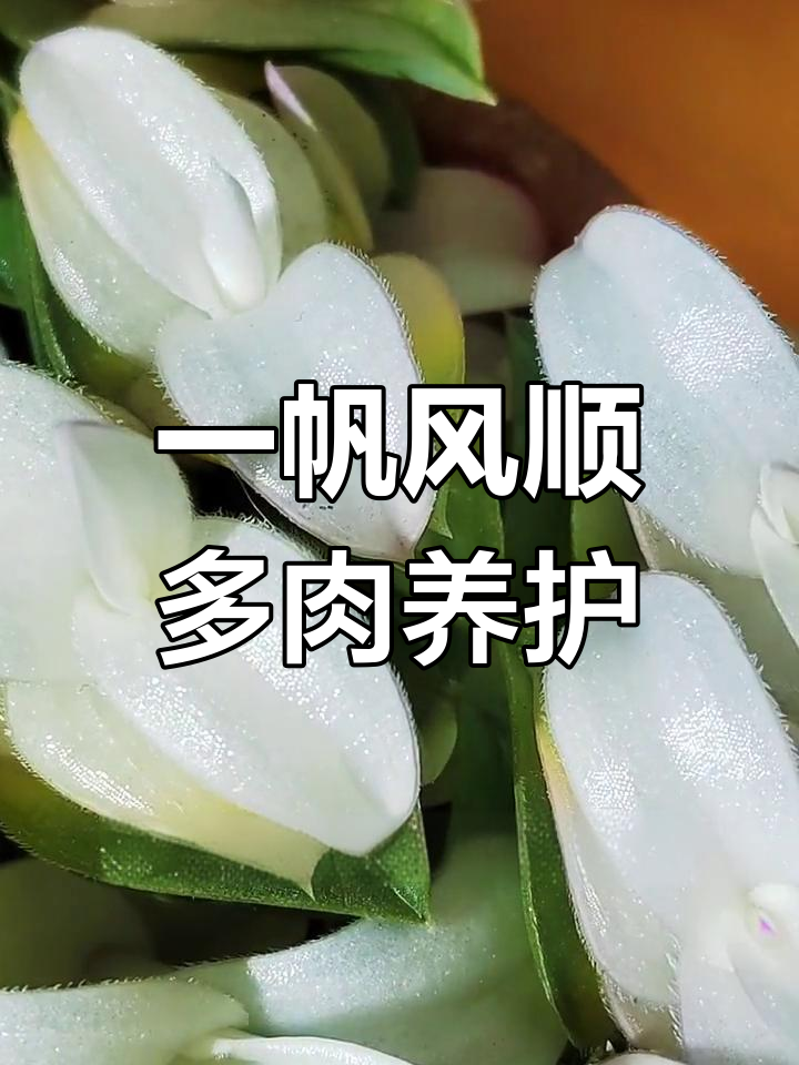 多肉一帆风顺养护全攻略:光照、浇水与施肥技巧
