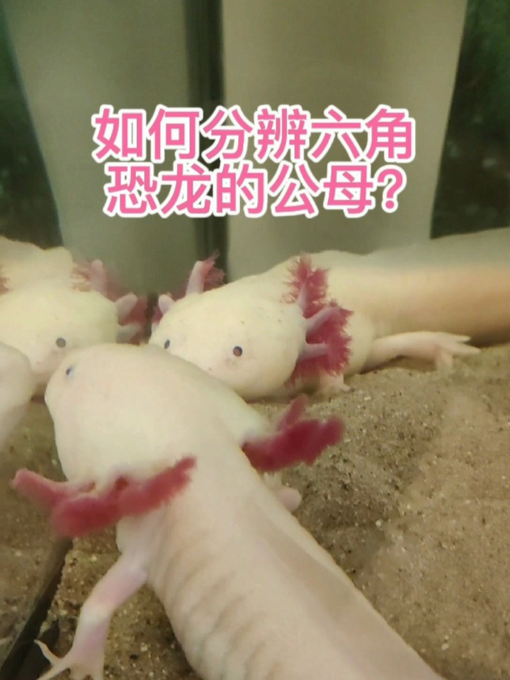 如何分辨六角恐龙的公母?