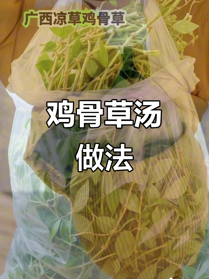 鸡骨草汤煲法与功效,了解这道传统药膳的魅力