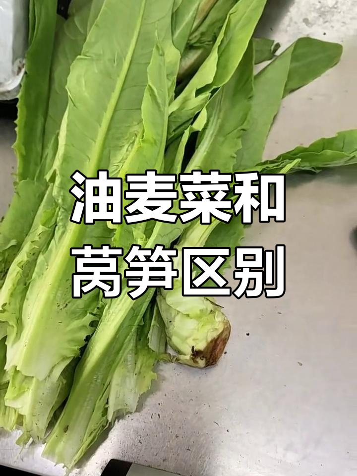 油麦菜与莴笋的区别,原来它们不是同一种东西!