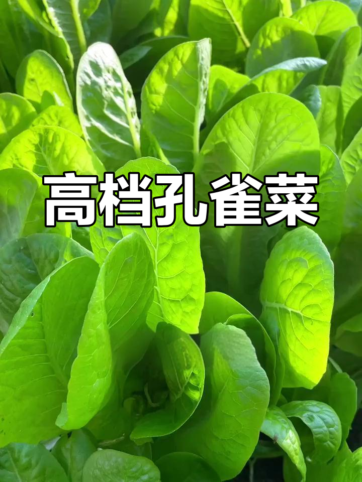 孔雀菜:多种吃法的高档蔬菜