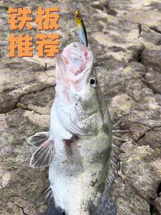 路亚秋冬野钓鳜鱼翘嘴鲶鱼红尾必备铁板!操作简单远投轻松!路亚新手入门教程 渔具用品 路亚鳜
