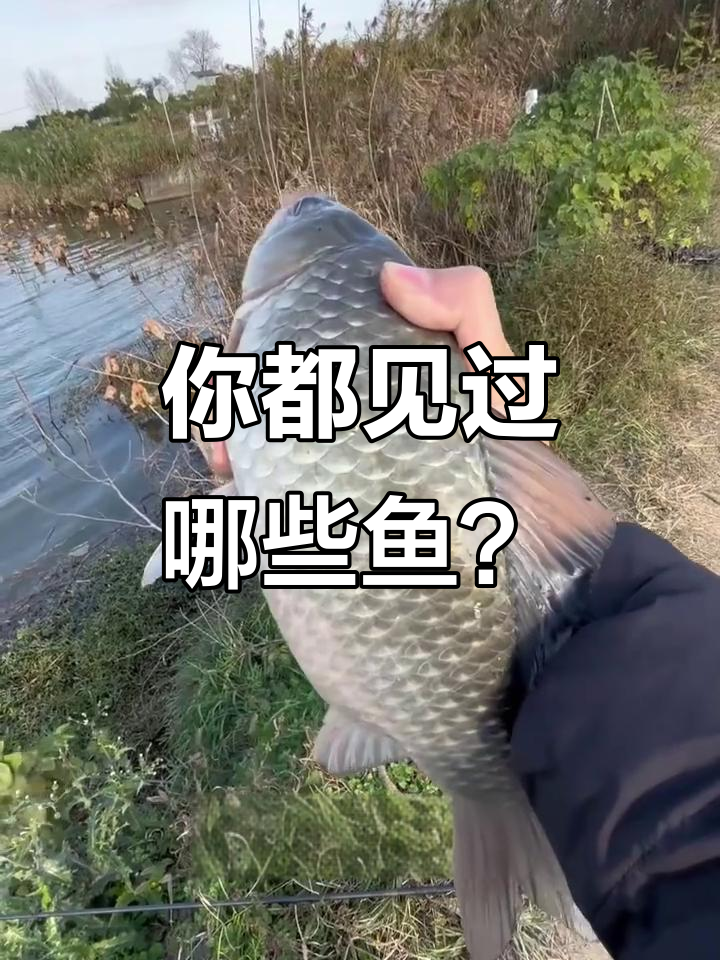 15种常见鱼类大揭秘,价格差异竟然这么大!