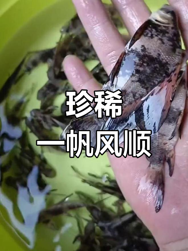 一帆风顺鱼,美味又珍贵,生长迅速,保护水质