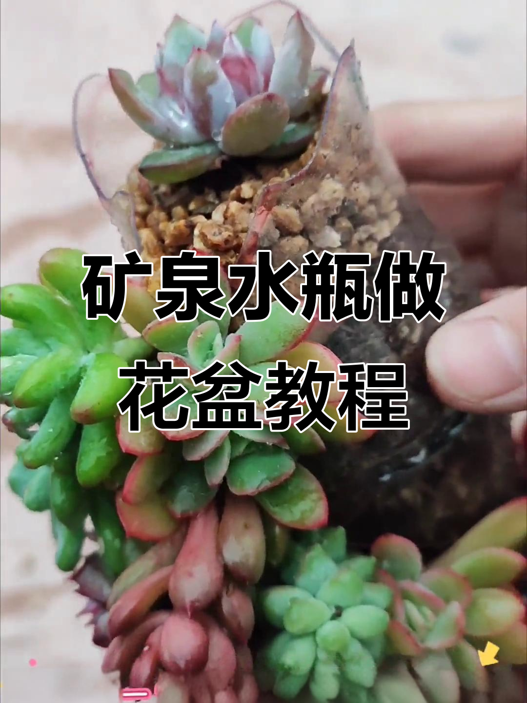 废矿泉水瓶变多肉花盆，简单步骤教你DIY
