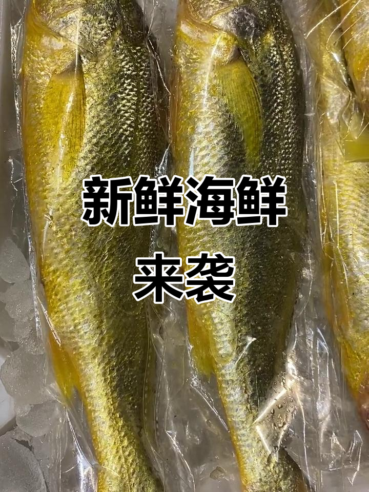 野生大黄鱼、大墨鱼，梅童鱼新鲜到货！