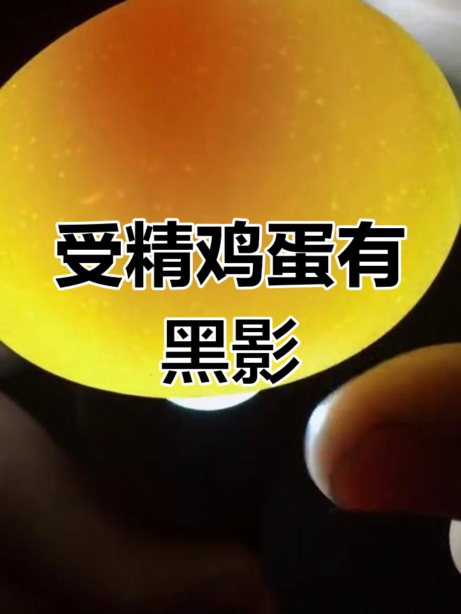孵小鸡的秘密:受精蛋的黑影现象