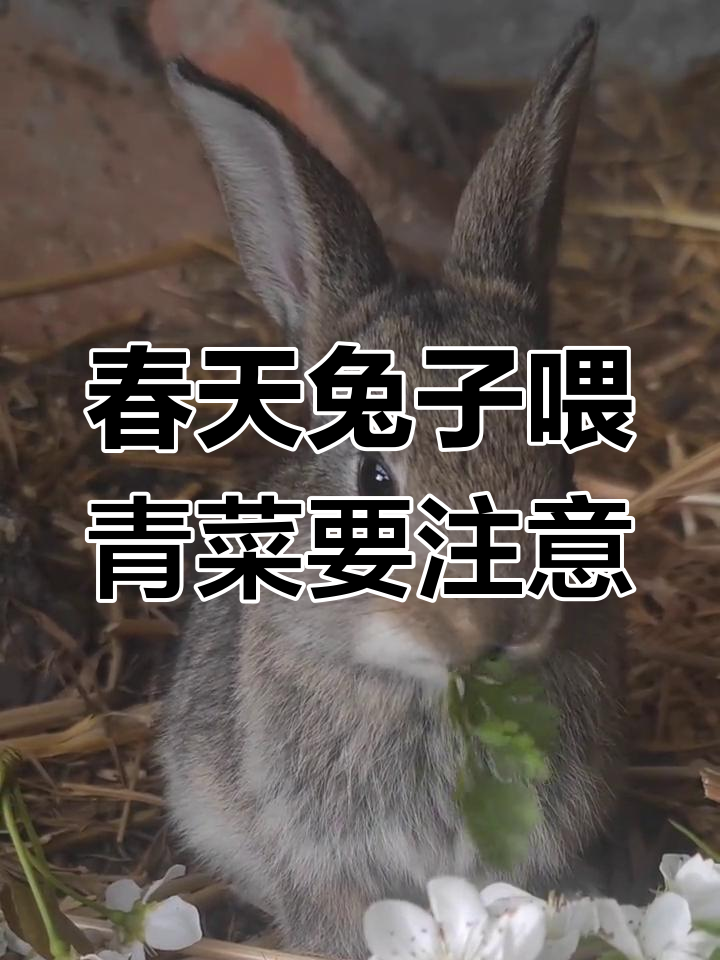 春季兔子吃青草菜叶的注意事项,避免拉稀的正确方法