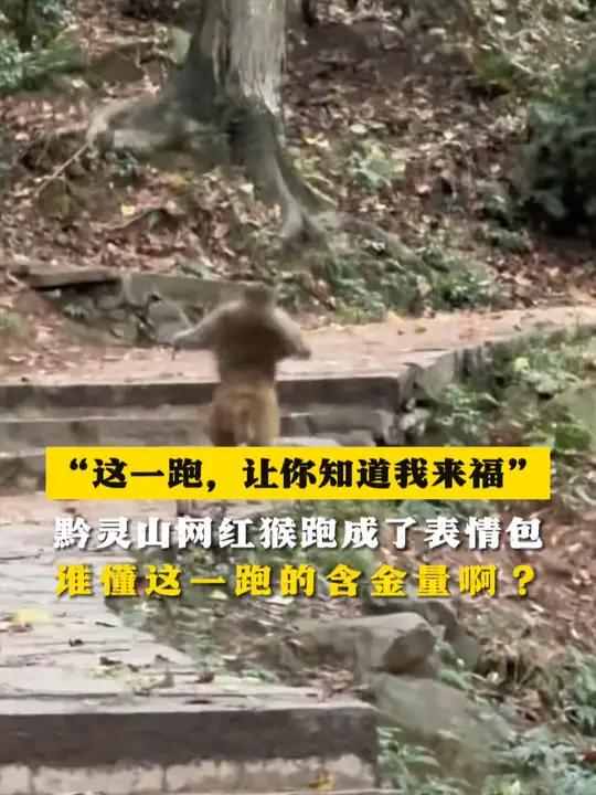 “这一跑,让你知道我来福” 黔灵山网红猴跑成了表情包 谁懂这一跑的含金量啊?(来源:迪哥-