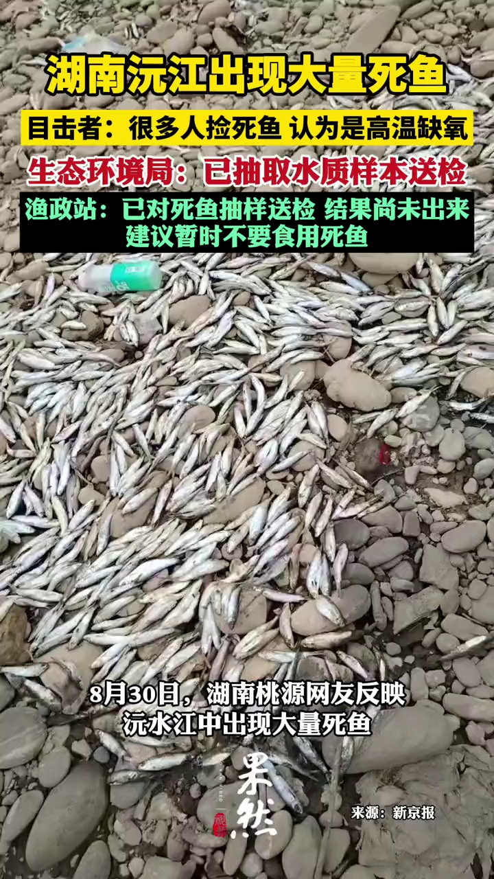 湖南沅江出现大量死鱼 已抽样送检 建议居民暂不要食用