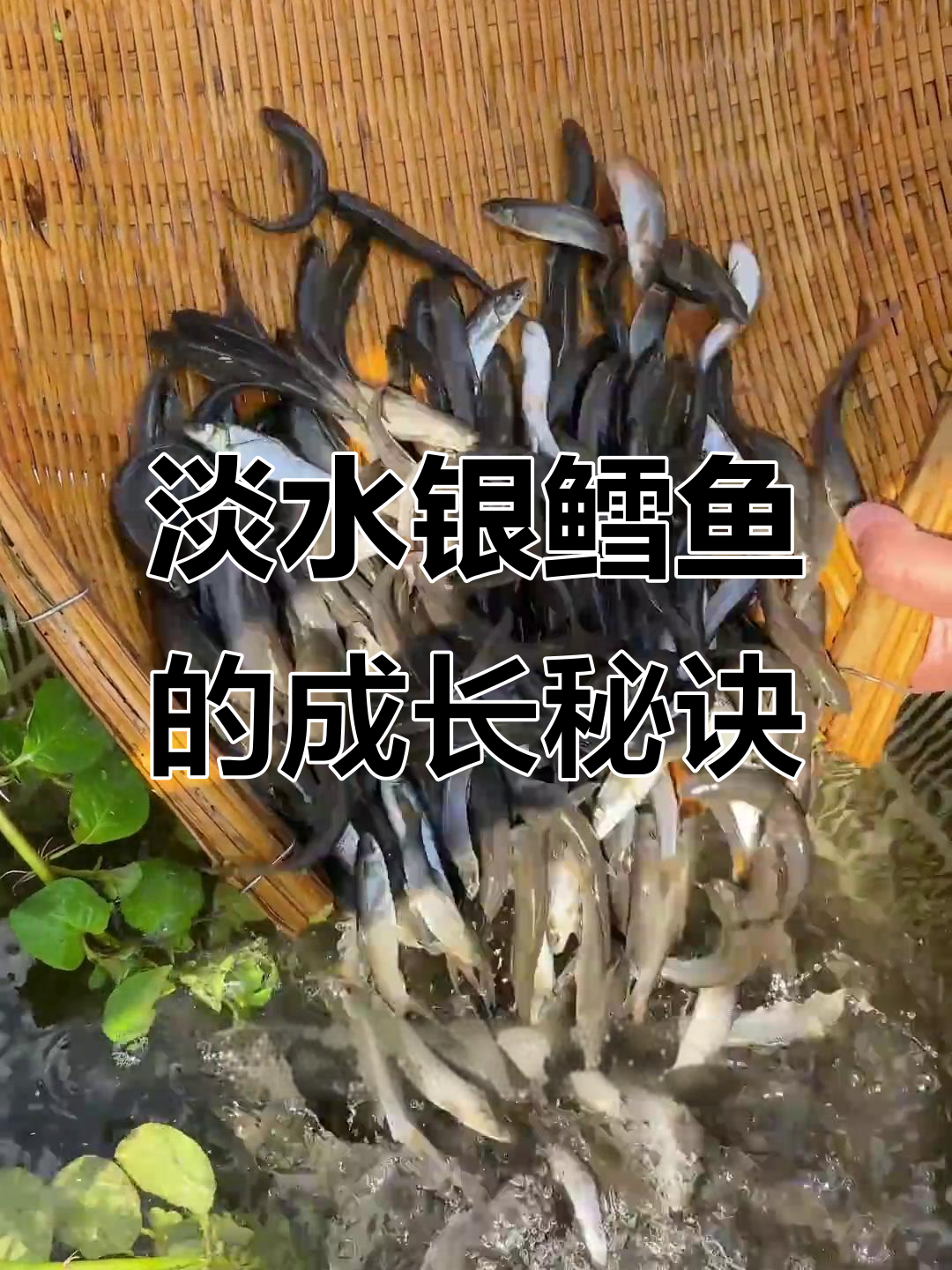 吃草的淡水银鳕鱼,一年能长三斤!
