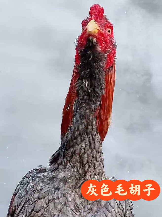 灰色毛胡嘴斗鸡,泰国毛胡斗鸡