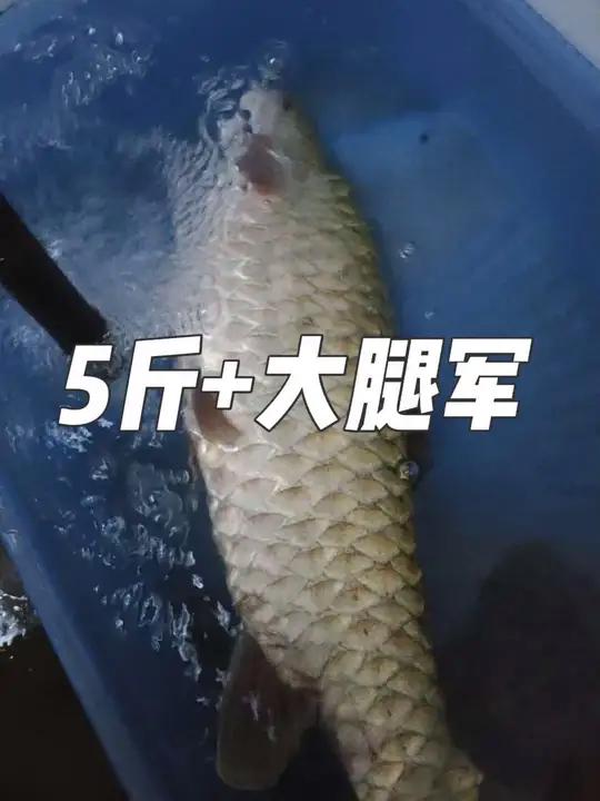 漓江原生鱼,刚上岸的大腿军,急急忙忙拿回来,幸好没挂