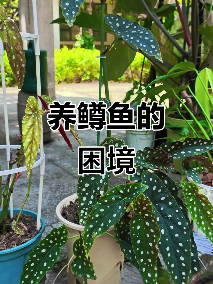 鳟鱼养殖难,放弃吧!幸存者效应误导了大家