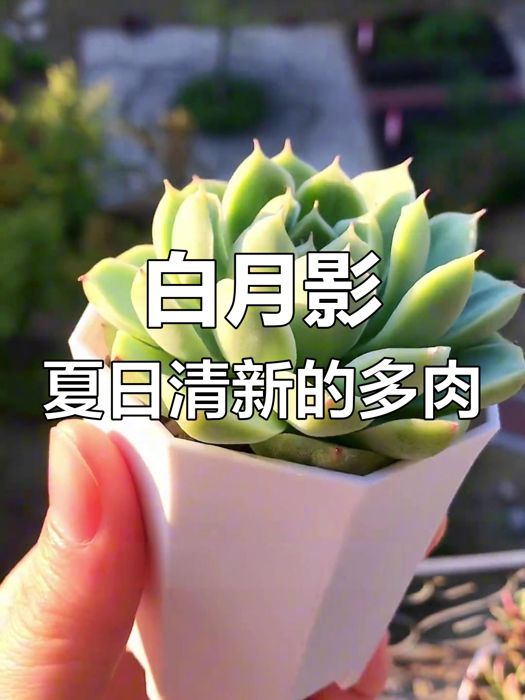 清新白月影多肉,夏季绿意盎然,光照充足更美丽
