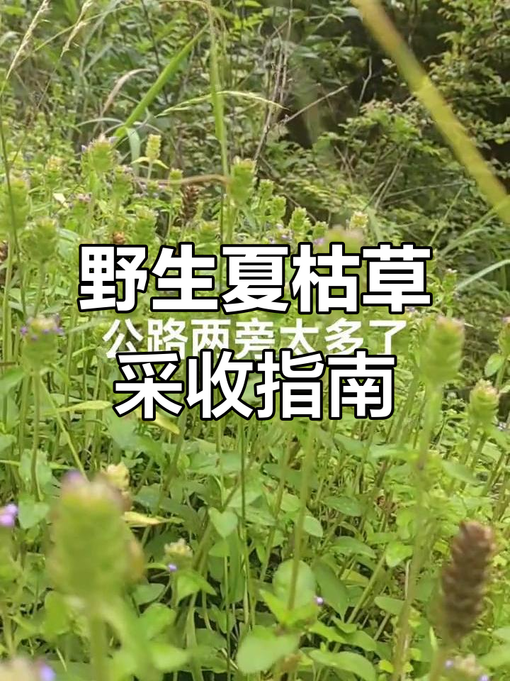 夏枯草:夏天过后消失的神奇野草,你家乡有吗?