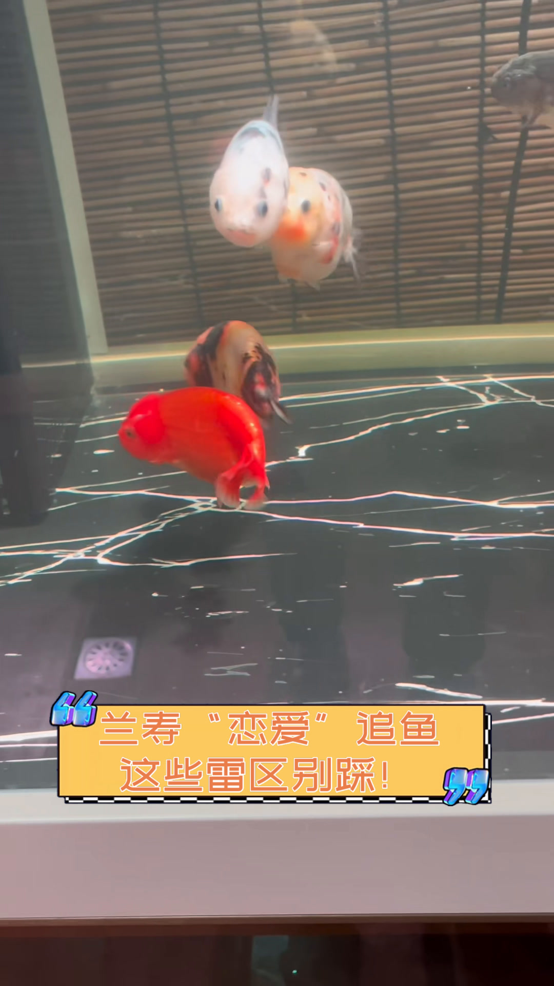 兰寿“恋爱”追鱼,这些雷区别踩!