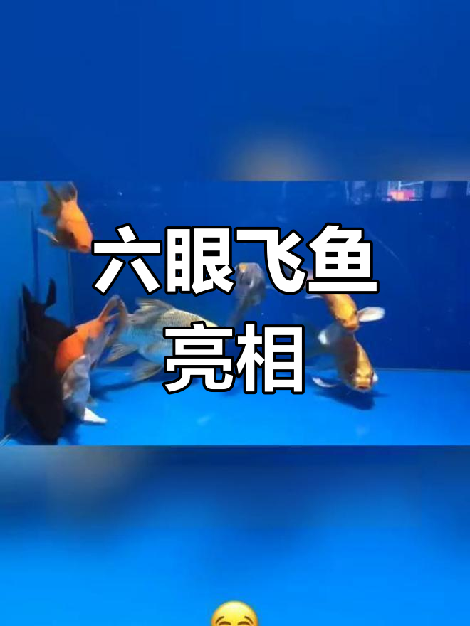 传说中的“六眼飞鱼”现身