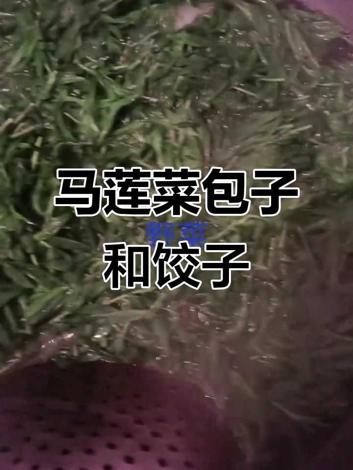 春季必吃野菜,马莲菜做包子饺子最美味