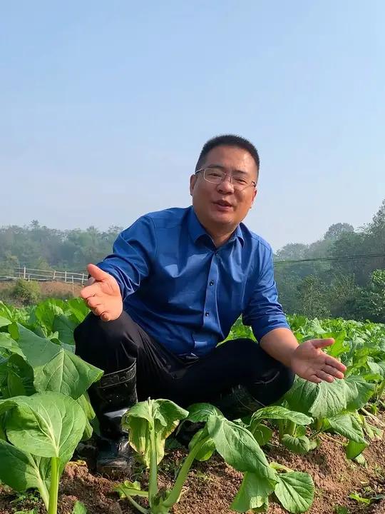 菜苔采收方式很重要 你还在用手掐吗?来看看几种采收方式,会有哪些不同和影响?菜苔 丝瓜蔬菜