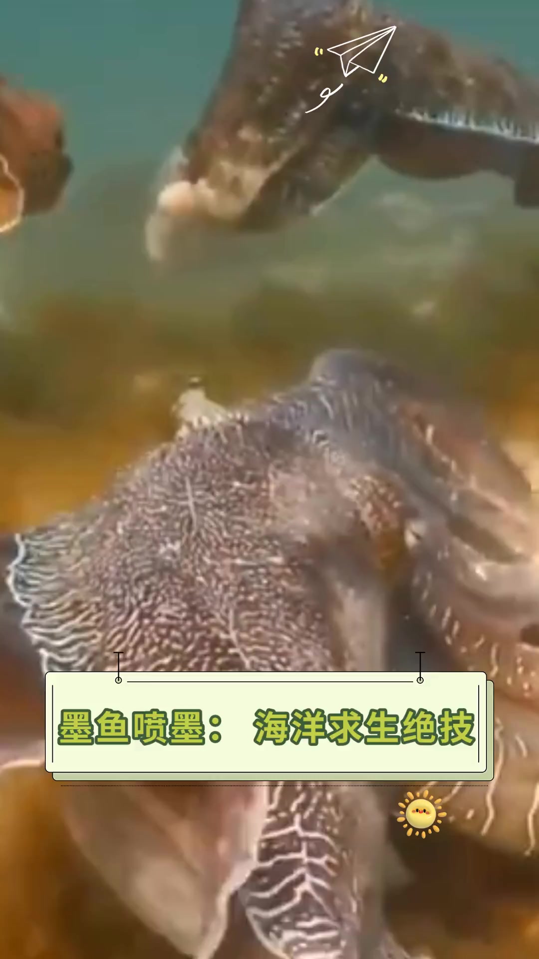 墨鱼喷墨:海洋求生绝技