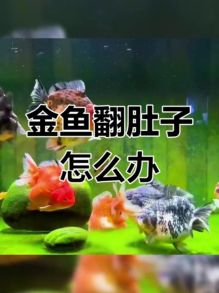 金鱼翻肚子的原因及应对方法