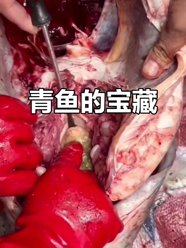 青鱼口中的石头,打磨后竟成璀璨宝石!