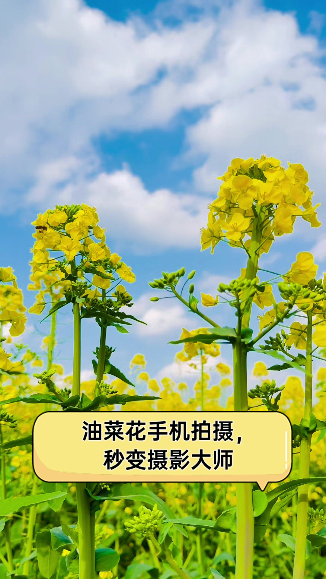 油菜花手机拍摄，秒变摄影大师