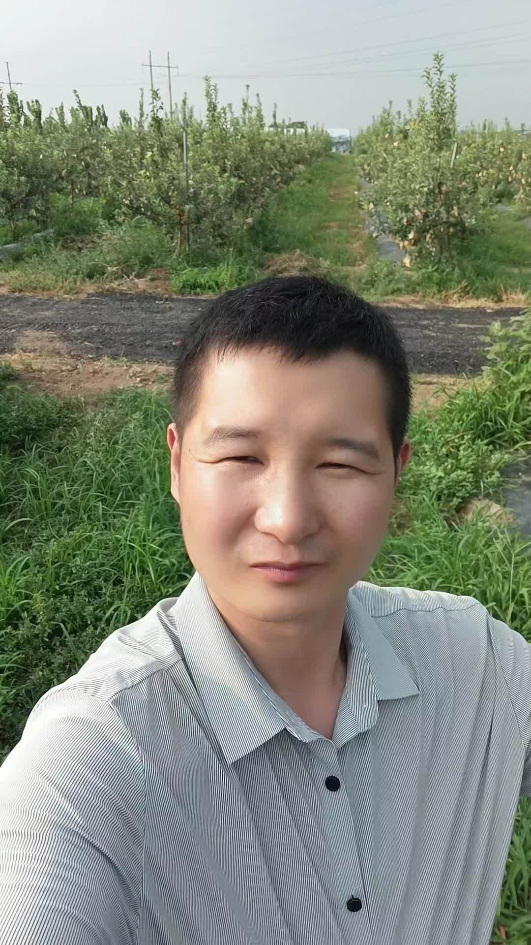 瑞雪苹果树下,马齿苋涨疯了。别嫌它们抢养分,这恰恰是生态农业的活招牌。除草剂,草甘膦,统统