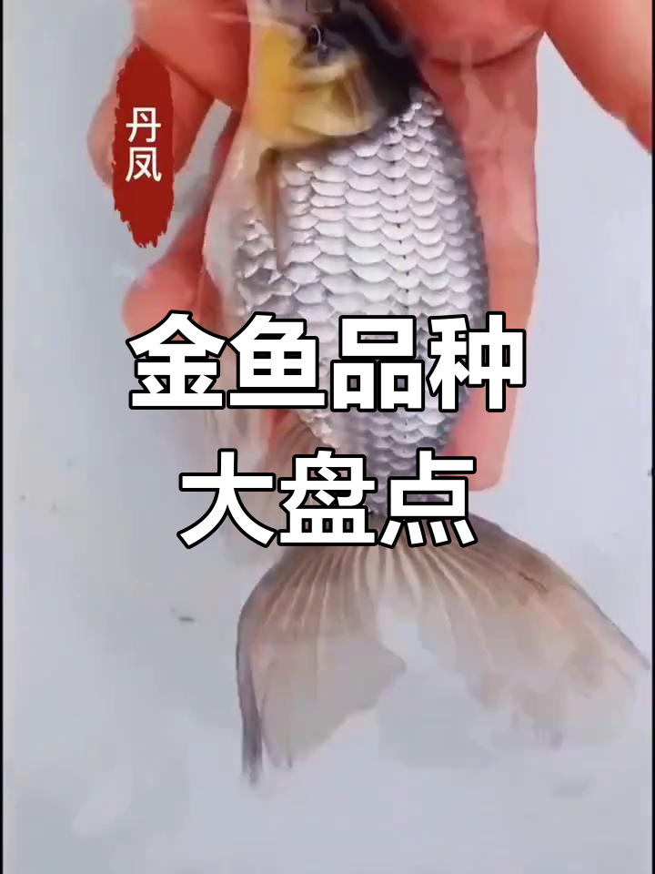 常见金鱼品种大揭秘,兰寿、珍珠等热门选择