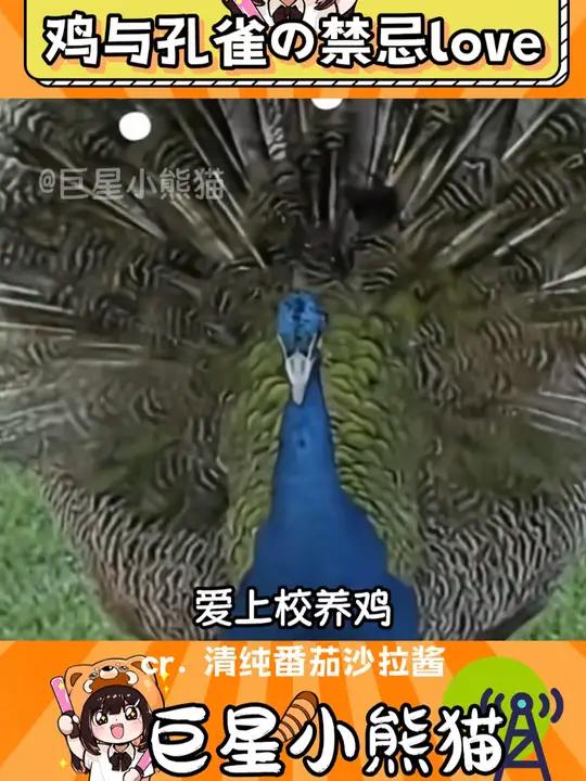 两情若在长久时,又岂在界门纲目 娱乐评论大赏 云南 孔雀 鸡 万万没想到