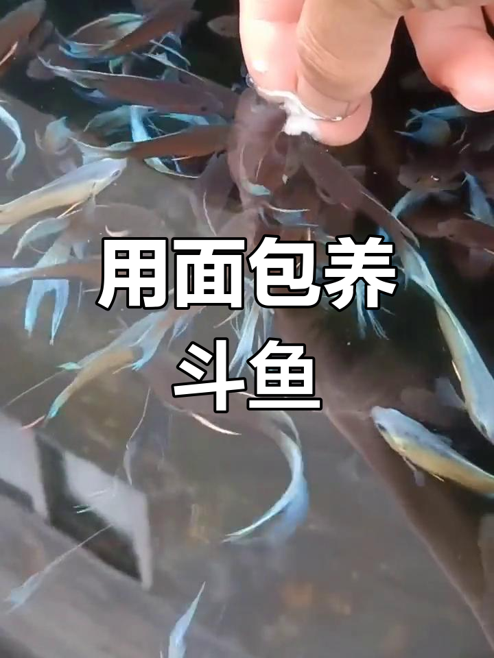 没钱买饲料,用面包喂鱼
