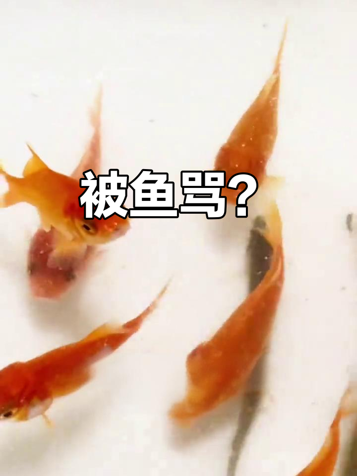 陪孩子捞鱼,结果被“骂”了?童年趣事大揭秘