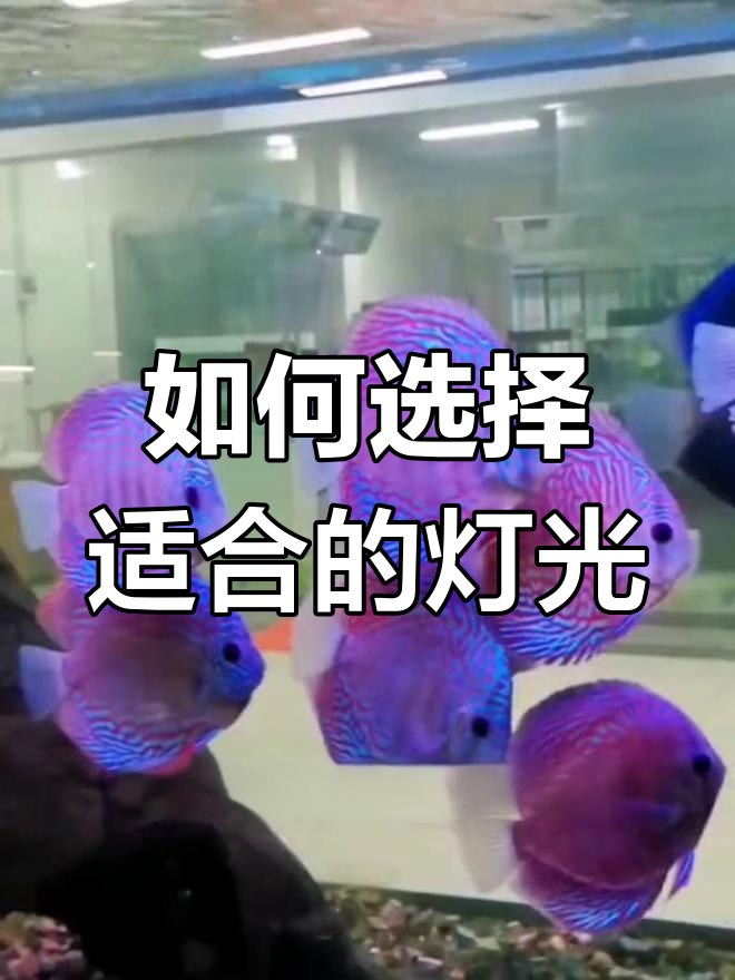 七彩神仙鱼灯选色指南