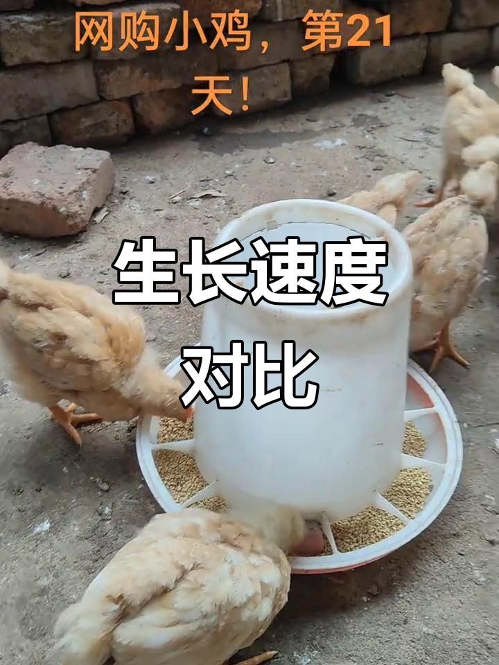 三黄鸡生长缓慢，21天仍未达一斤；良凤花已超1.2斤