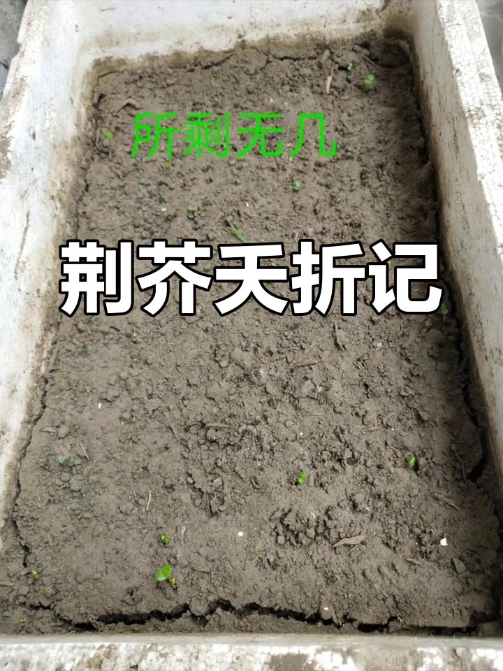 满怀期待种荆芥,结果刚发芽就纷纷枯萎,花卷梦破灭了