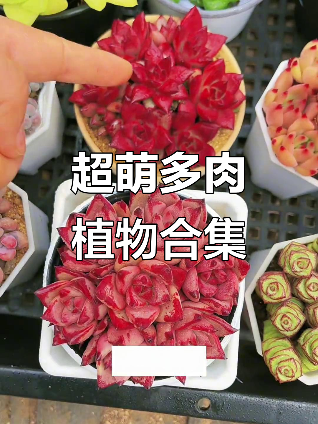 各种可爱多肉植物,超萌小桃蛋、北极熊和黄金玉露等