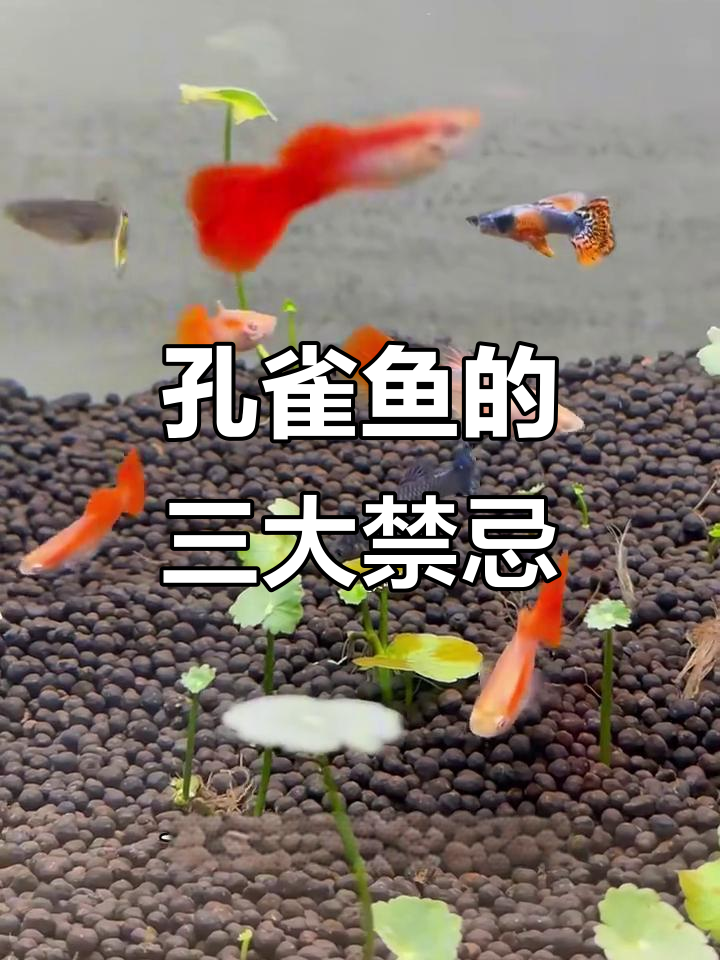 孔雀鱼最怕的三件事，别让它遭罪！