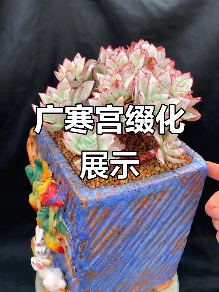 广寒宫缀化之美,多肉花园中的奇观