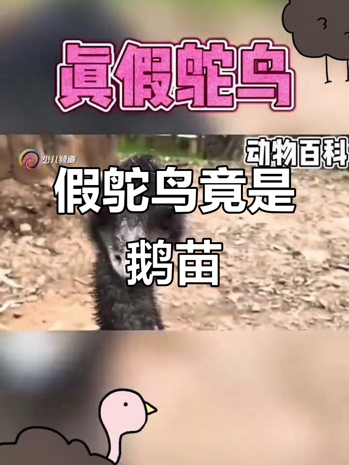 鹅苗误认是鸵鸟,真假难辨!