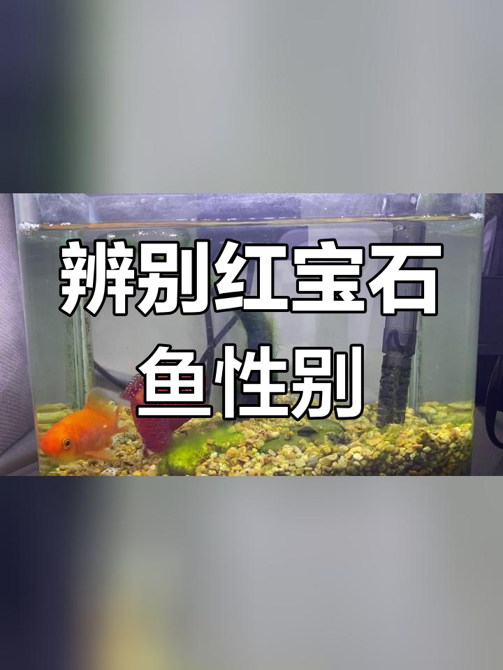 红宝石鱼公母分辨技巧