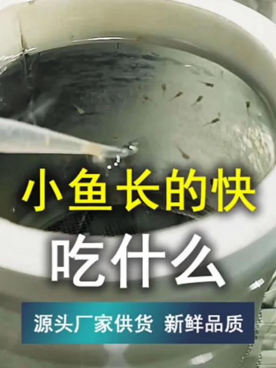 要想小鱼长的快吃什么?吃有营养的鱼食
